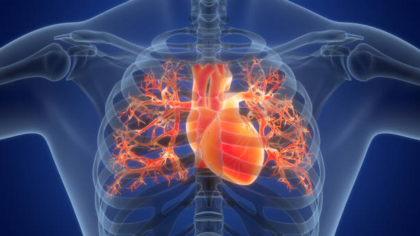 istock Human Circulatory System Heart Anatomy 1999646562