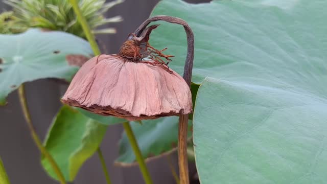 Dried Lotus Seedpod