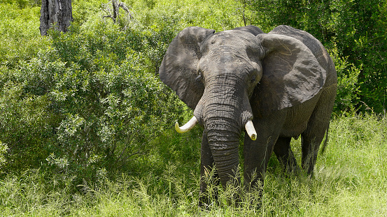 African Elephant isolated on white; Loxodonta Africana; Etosha
