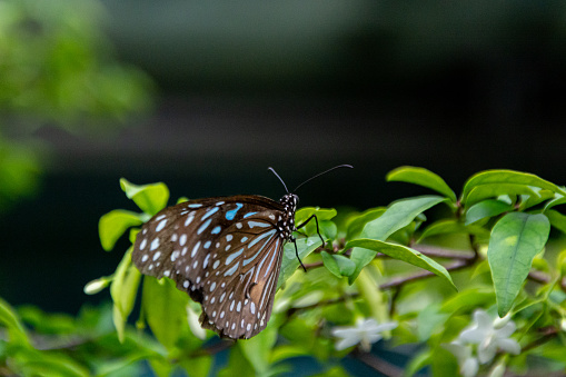 Beautiful papilio ulysses butterfly isolated on white background