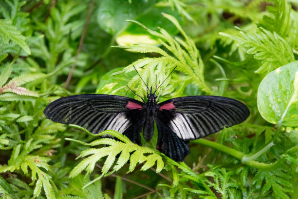 istock Colourful wings in vibrant colours 1999663536