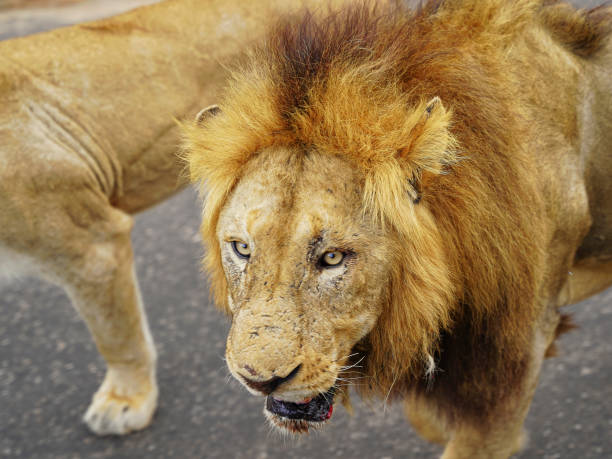Senior male lion mouth open roaring in South Africa