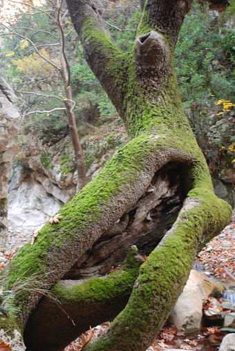 Tree Trunk Moss