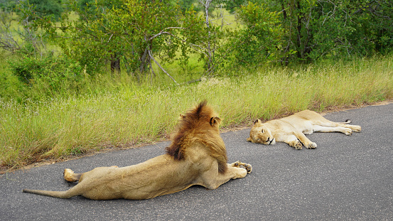 lions on an asphalt road, wildlife