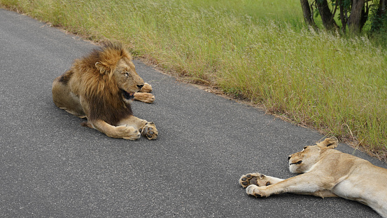 lions on an asphalt road, wildlife