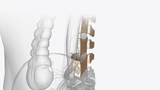 The lumbar vertebrae are, in human anatomy, the five vertebrae between the rib cage and the pelvis .