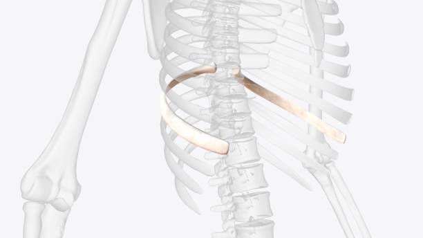 istock The ninth rib has a frontal part at the same level as the first lumbar vertebra 1999688178