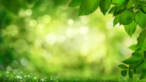 istock Green leaves framing a stylish nature background with bokeh 1999689228