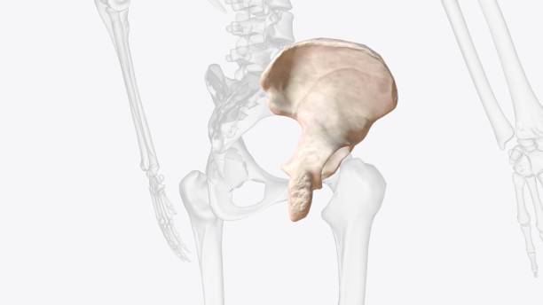 der hüftknochen besteht aus den drei teilen; darmbein, schambein und sitzbein - hip femur ilium pelvis stock-fotos und bilder