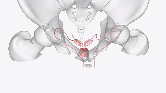 Female Internal Genital Organs Vagina Uterus and cervix Fallopian tubes .