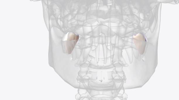 Distally Rotated 50+ Distally Stock Photos, Pictures & Royalty-Free Images - iStock