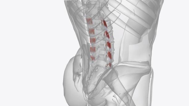 the intertransversarii muscles attach between the transverse processes of adjacent lumbar vertebrae - external oblique - fotografias e filmes do acervo