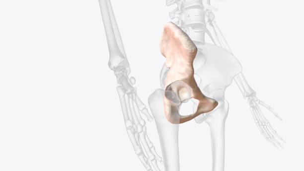 the hip bone is comprised of the three parts; the ilium, pubis and ischium - hip femur ilium pelvis zdjęcia i obrazy z banku zdjęć