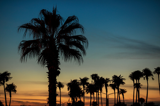 Palm trees at sunset on Mirissa, Southern Province, Sri Lanka