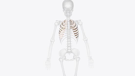 Medical digital X-ray of the human body and skeleton is used to X-ray the body and skeleton of the human body to check the condition and health of patients.