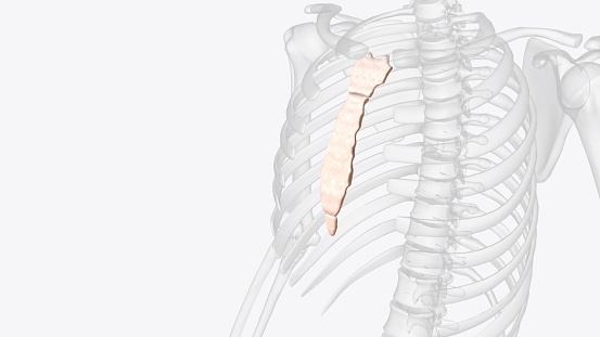 The sternum, often called the breast bone, is located at the midpoint of the anterior thorax and is composed of the manubrium, body, and xiphoid process