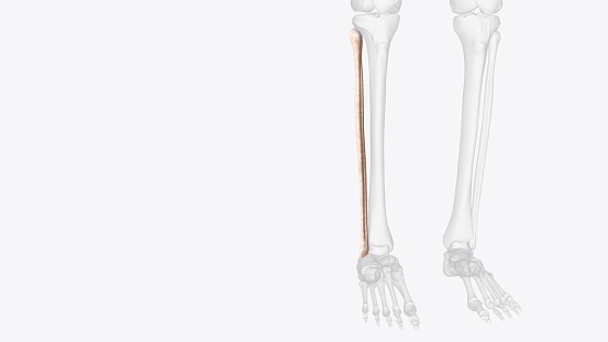 The fibula is a bone located within the lateral aspect of the leg .