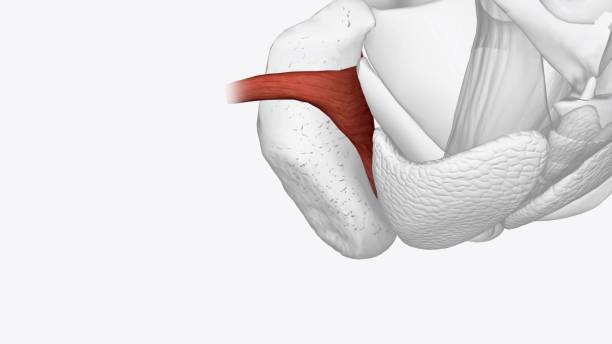istock The obturator internus muscle originates inside the bony pelvis, 1999720637