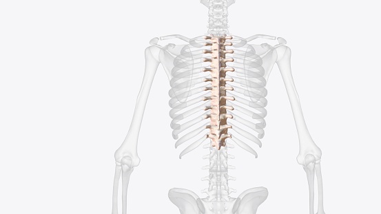 The thoracic spine is the second segment of the vertebral column, located between the cervical and lumbar vertebrae .