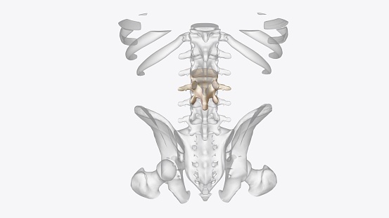 The upper pole of the left kidney lies at the level of the 12th thoracic vertebra, and the lower pole lies at the level of the third lumbar vertebra .