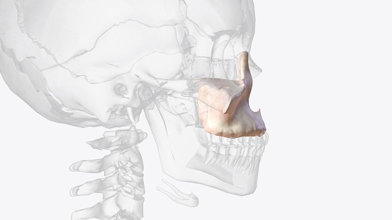 The maxilla is the most important bone of the midface.
