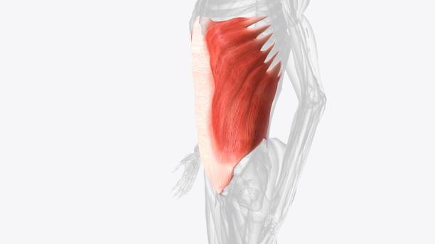 the abdominal muscles are the muscles forming the abdominal walls, the abdomen being the portion - external oblique ストックフォトと画像