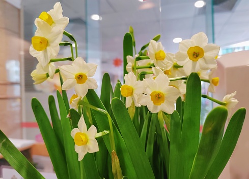 Narcissus tazetta subsp. chinensis