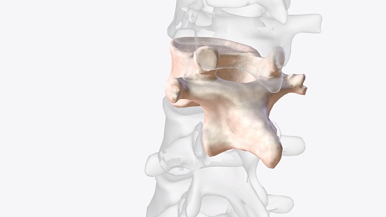 Twelfth thoracic vertebra 3D medical