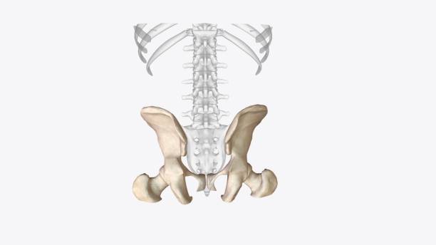 istock The appendicular skeleton is one of two major bone groups in the body 1999736457