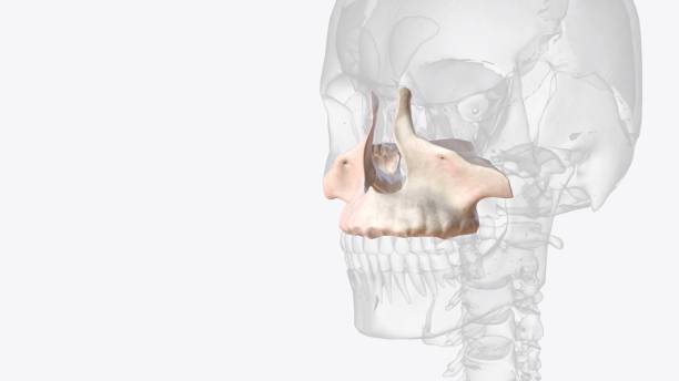 istock The maxilla is the most important bone of the midface 1999736704