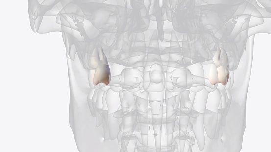 The maxillary third molar is the most distal tooth in the arch and anatomically approximates the floor photo