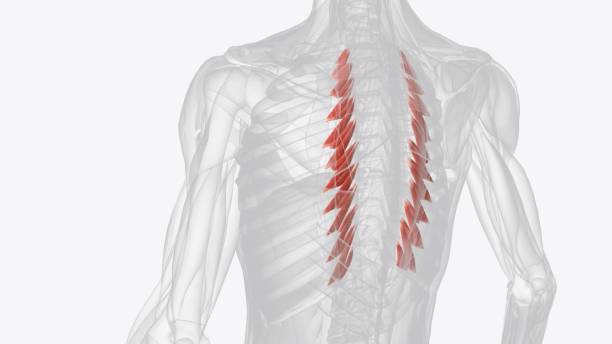 o elevador costar tem a função de elevar as costelas e produz rotação e flexão lateral das vértebras torácicas - external oblique - fotografias e filmes do acervo