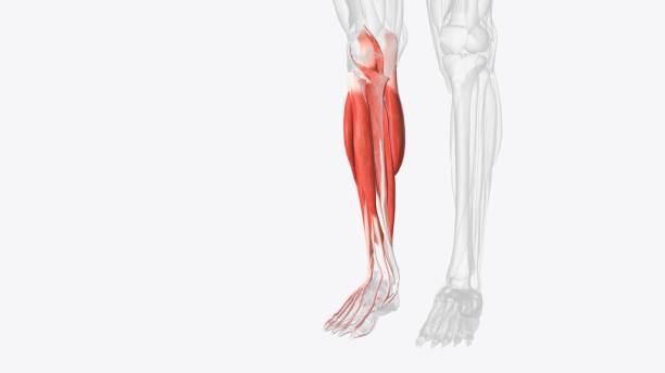 istock Muscles of right Iower leg 1999741573