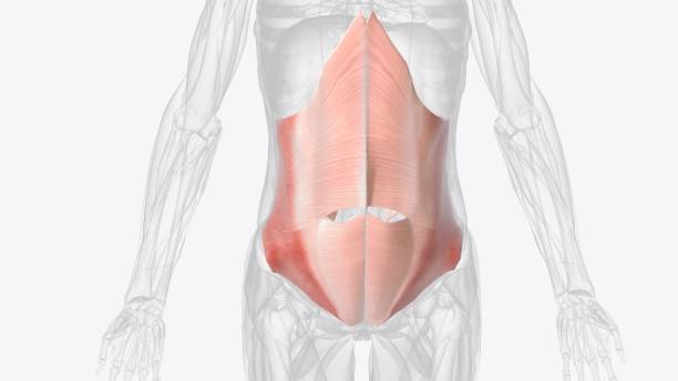 the transversus abdominis (tra) muscle is the deepest of the 6 abdominal muscles - external oblique - fotografias e filmes do acervo