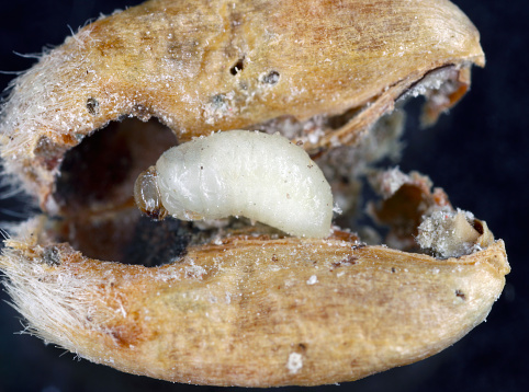 Granary Weevil (Sitophilus granarius) also called Grain or Wheat Weevil. Larva developing inside the grain.