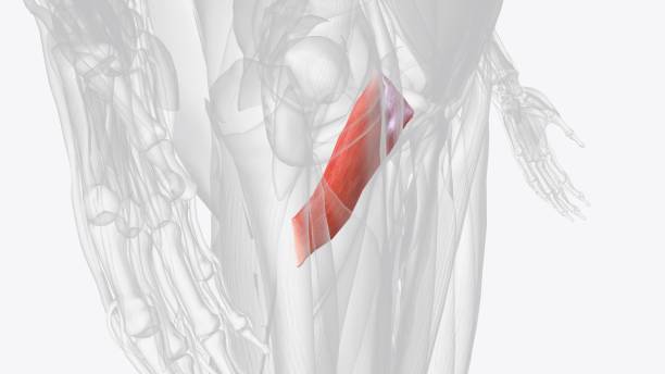 istock Pectineus is a short quadrangular muscle extending from the pubis to the area just below the lesser trochanter of femur 1999746330
