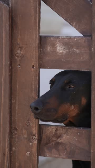 Pet dog beautiful doberman sticks her head out of a gap in the garden fence and watches around.
