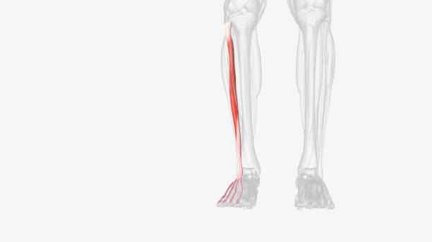 the extensor digitorum longus (edl) is 1 of 4 muscles in the anterior compartment of the lower leg - external oblique ストックフォトと画像