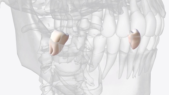 Los terceros molares mandibulares suelen tener dos raíces: mesial y distal como en los primeros y segundos molares mandibulares photo