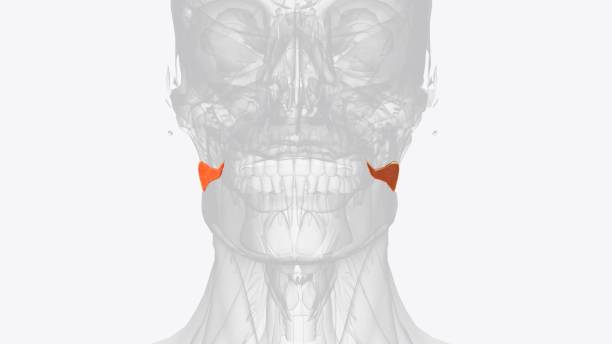 istock The risorius muscle is a highly variable muscle of facial expression 1999750638