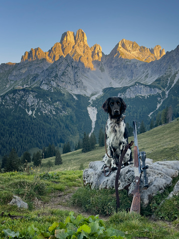 German Large Münsterländer hunting dog in Alps
