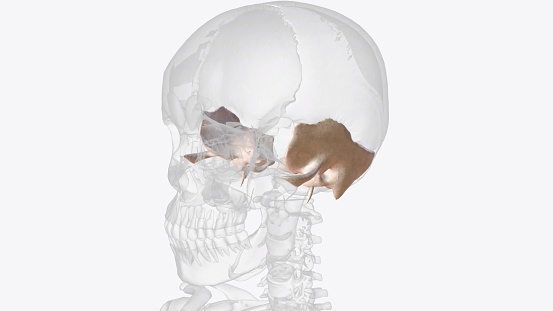 The temporal bone contributes to the lower lateral walls of the skull .