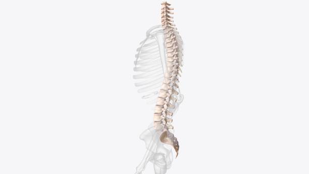 istock The vertebral column surrounds the spinal cord which travels within the spinal canal, 1999752205