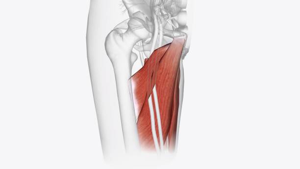 istock The posterior compartment of the thigh contains the hamstring muscles 1999752207