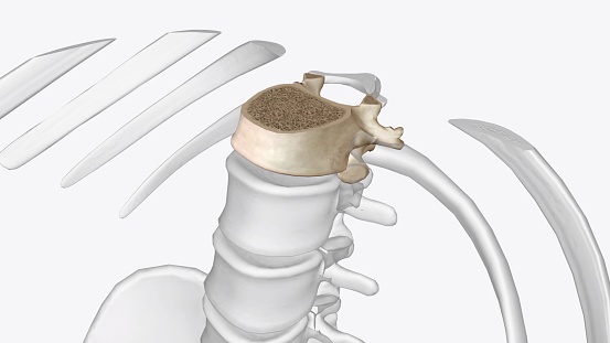 Twelfth thoracic vertebra 3D medical