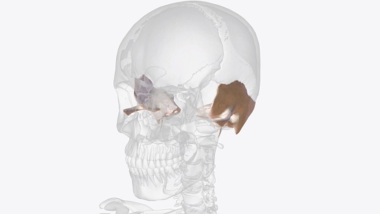 The temporal bone contributes to the lower lateral walls of the skull .