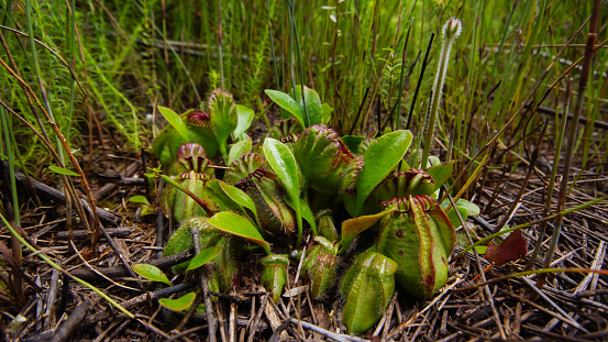 The Albany pitcher plant is a carnivorous plant with small, pitcher-like traps. It is growing in swampy areas in a small region of Western Australia's south coast.