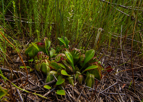 The Albany pitcher plant is a carnivorous plant with small, pitcher-like traps. It is growing in swampy areas in a small region of Western Australias south coast.