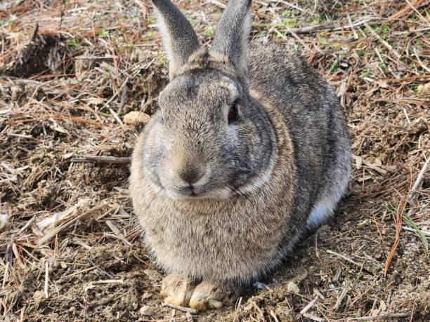 istock wild rabbit sitting in the field 1999768207