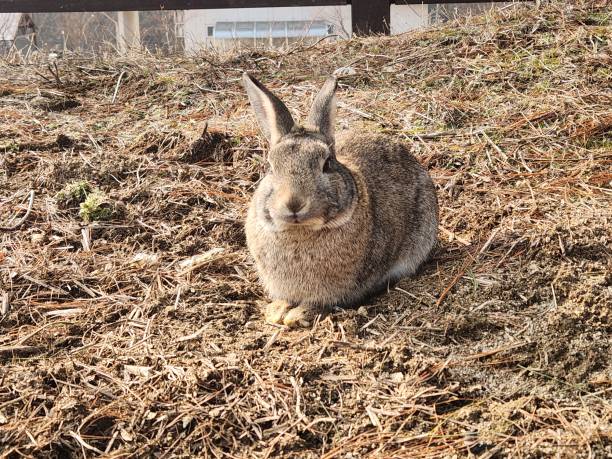 istock wild rabbit sitting in the field 1999769777